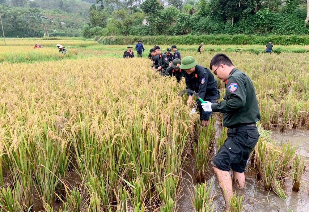 Chiến sĩ cơ động giúp dân thu hoạch  lúa